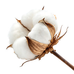 White fluffy natural cotton plant flower isolated on a transparent background png