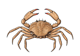 Crab Illustration Isolated on Transparent Background Pixelated Detailed