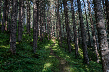 Forest path in the Austrian Alps between trees