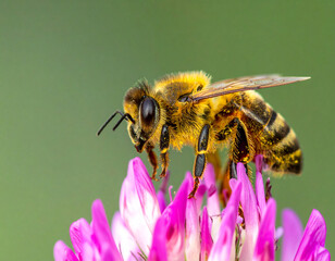 Honeybee on Flower Close-Up, Isolated on Transparent Background.