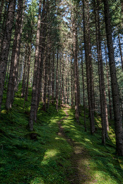 Forest path in the Austrian Alps between trees