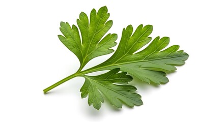 Fresh Parsley Sprig: Vibrant Green Herb on Clean White Background, Culinary Ingredient