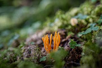 Sticky horn mushroom on the forest floor