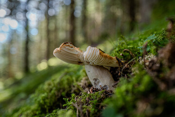 Mushrooms on the forest floor between clover leaves