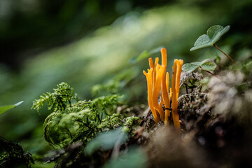 Sticky horn mushroom on the forest floor