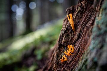 Sticky horn mushroom on the forest floor