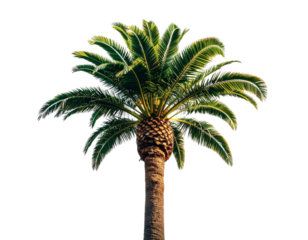 Angled Side View of Washington Palm Tree with Detailed Fan Leaves, Transparent