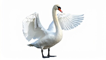 Obraz premium Swan with elegant long neck pure white feathers wide wings water bird isolated on white background 