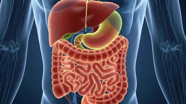 Digestive System Anatomy Animated Body Scan with Organs