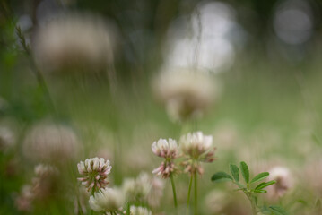 nature background with focus on clover blossoms
