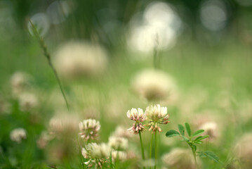 Clover flowers in the sunlit forest