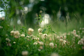 Close-up of pink and white clovers on a sunny spot in the forest