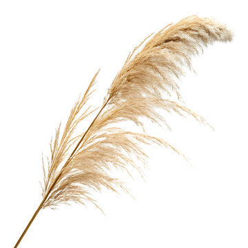 Fluffy decorative pampas grass cortaderia selloana stalk isolated on a transparent background png