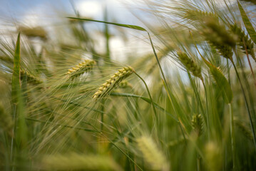 Wheat field with ripening ears and sky in the background