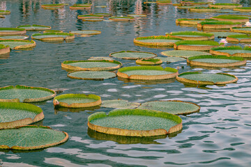 water lily in the pond