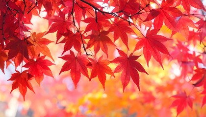 Vibrant autumnal maple leaves in a warm, colorful display, showcasing the rich hues of fall.