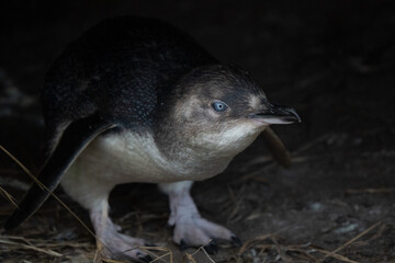 Little blue penguin cute portrait after returning from ocean to nest in Phillip Island penguin parade