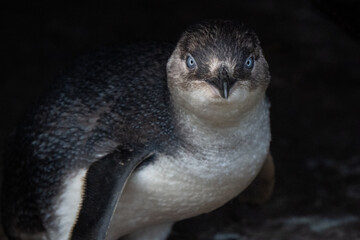 Little blue penguin cute portrait after returning from ocean to nest in Phillip Island penguin parade © Riccardo Rolfini