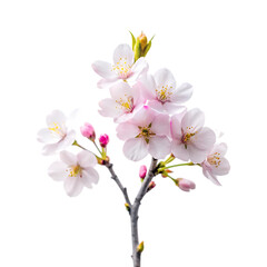 Fototapeta premium Delicate Pink Cherry Blossoms on a Branch on transparent background