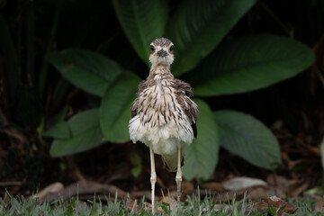 Standing stone curlew framed in green leaves