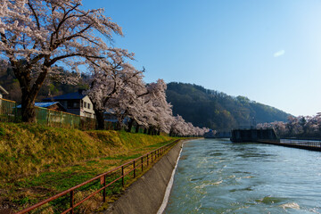 Fototapeta premium 250426西大滝ダムの桜