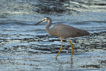 White-faced heron fishing in seashore of Cairns in Australia 