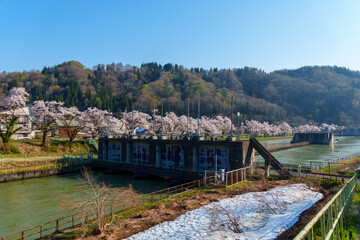 Fototapeta premium 250426西大滝ダムの桜