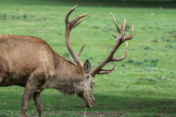 Majestic Red Deer Stag Grazing in Meadow