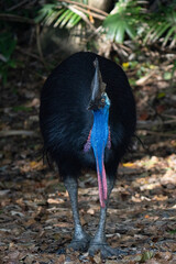 Cassowary in the wild forest of Etty Bay in Queensland Australia