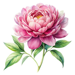 Watercolor Pink Peony Flower with Green Leaves on Transparent Background
