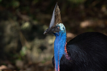 Portrait of a Cassowary in the wild forest of Etty Bay in Queensland Australia