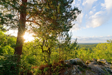 La Roche feuilletée hill in the Fontainebleau Massif. 