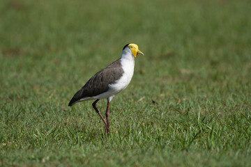 Masked lapwing grazing in Australian city gardens 