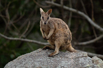 Rock wallabie in Magnetic Island 