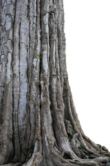 Fototapeta premium Big old tree in the forest isolated on white background. This has clipping path.