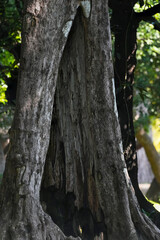 Big old tree in the forest