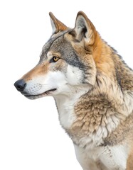 Obraz premium Wolf portrait, side view