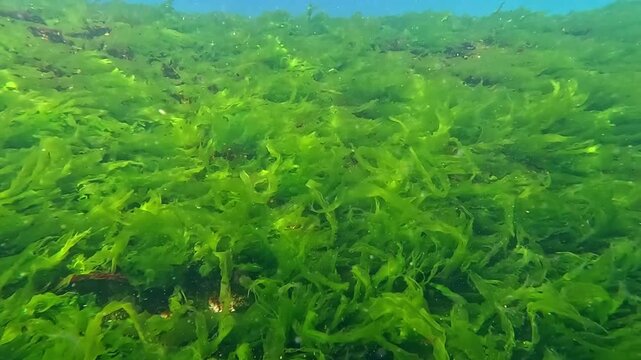 Black Sea algae, green algae Ulva (Enteromorpha) growing on a stone.