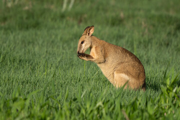 Australian sand wallaby feeding in the Queensland grassland