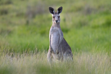 Grey kangaroo feeding with its mob in Australia Queensland at sunset
