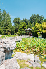 japanese garden in the park