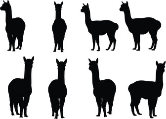 Silhouette illustration of alpacas standing in different poses, isolated black shapes on white background, minimalist farm animal vector design