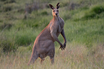 Grey kangaroo alpha male feeding with its mob in Australia Queensland at sunset © Riccardo Rolfini