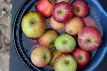 Autumn harvest of apples. Red and yellow apples in a bucket of water on a black background