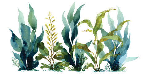 Green seaweed underwater plants marine aquatic life ecosystem watercolor isolated on transparent background