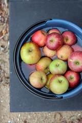 Autumn harvest of apples. Red and yellow apples in a bucket of water on a black background