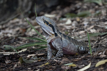 Australian water dragon close up in Brisbane Botanic Gardens 