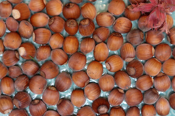 Hazelnuts in the shell as a background