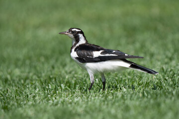 Magpie-lark feeding in Sydney Royal Botanic Gardens of Australia
