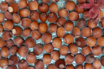 Hazelnuts in the shell as a background